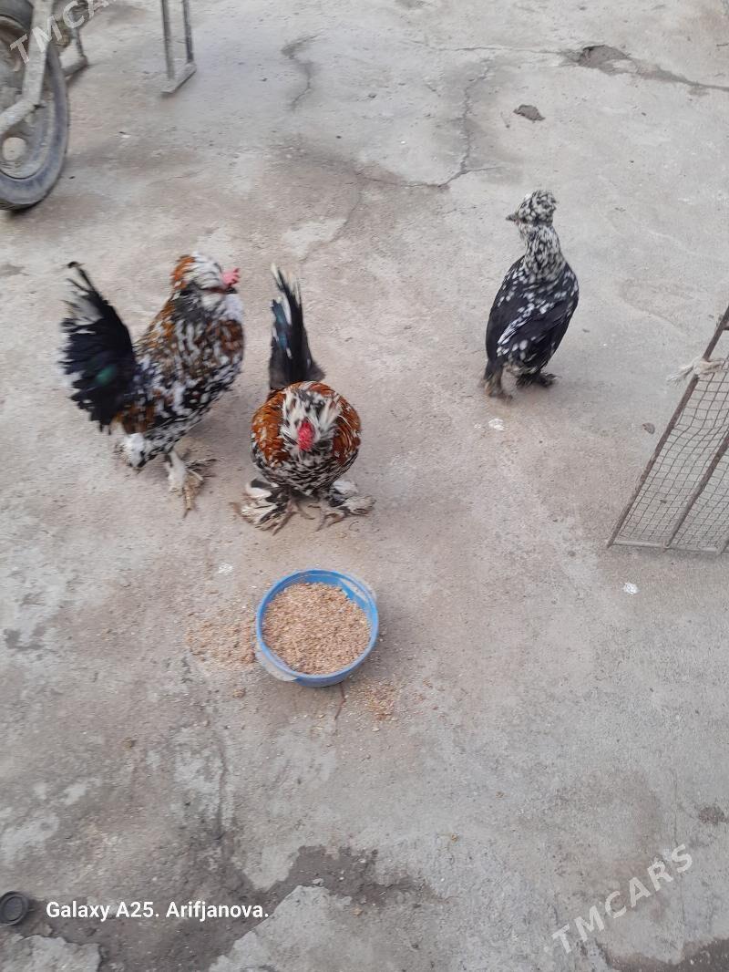 карлик - Türkmenabat - img 1