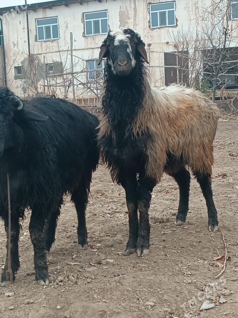 koçkar - Daşoguz - img 1