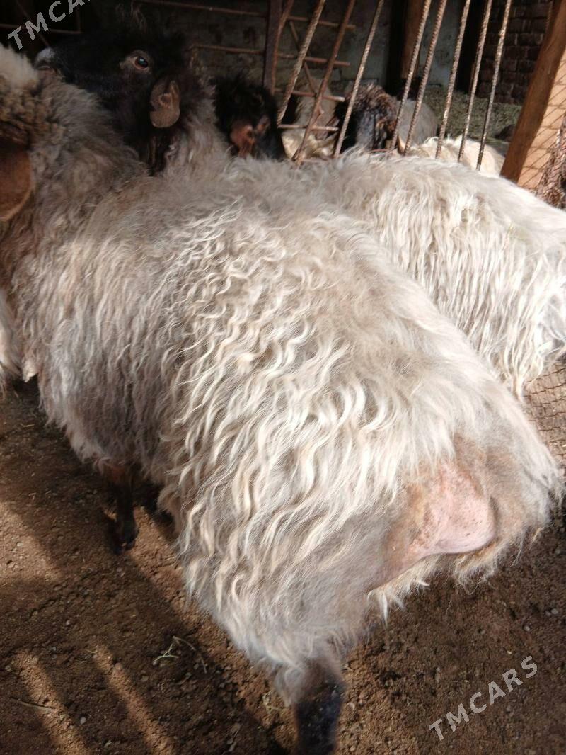 goyun issek Oweç - Aşgabat - img 1