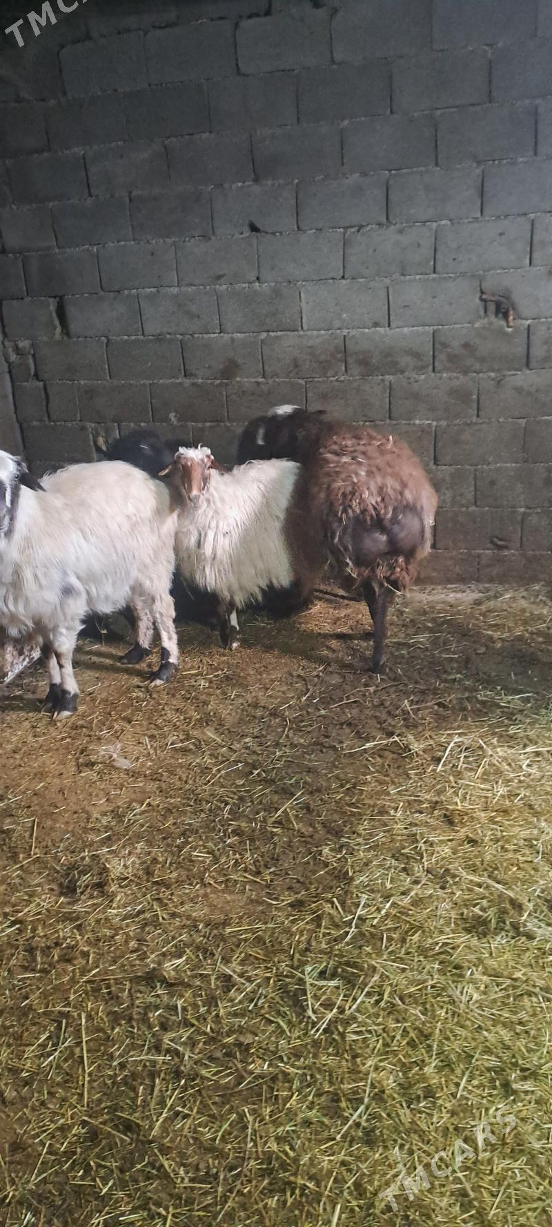 Goÿun - Бахарден - img 1