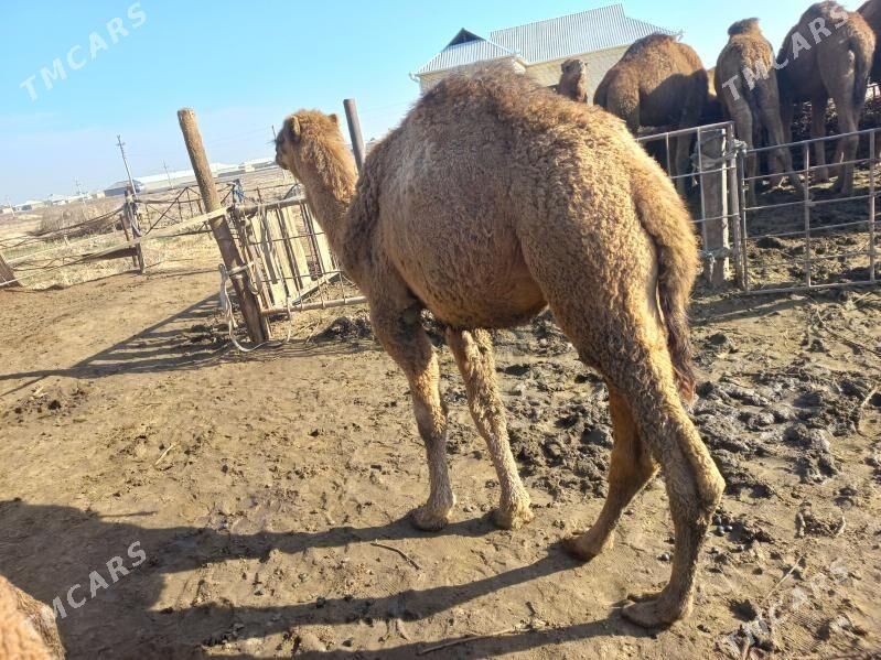 еркек торум - Baýramaly - img 1