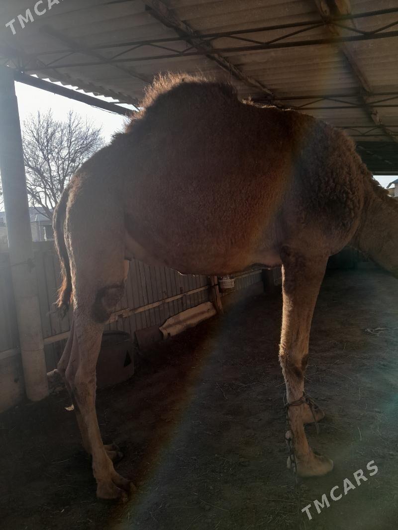 düye - Sakarçäge - img 1