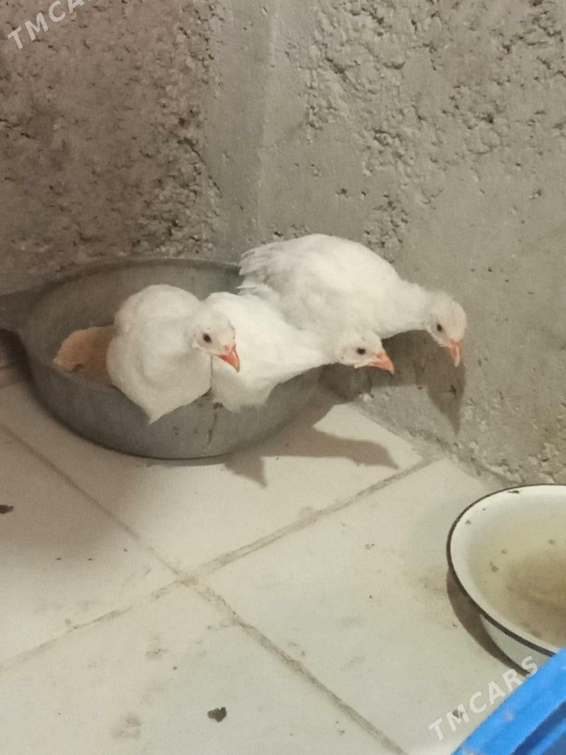 KÄKILIK - Ýaşlyk - img 1