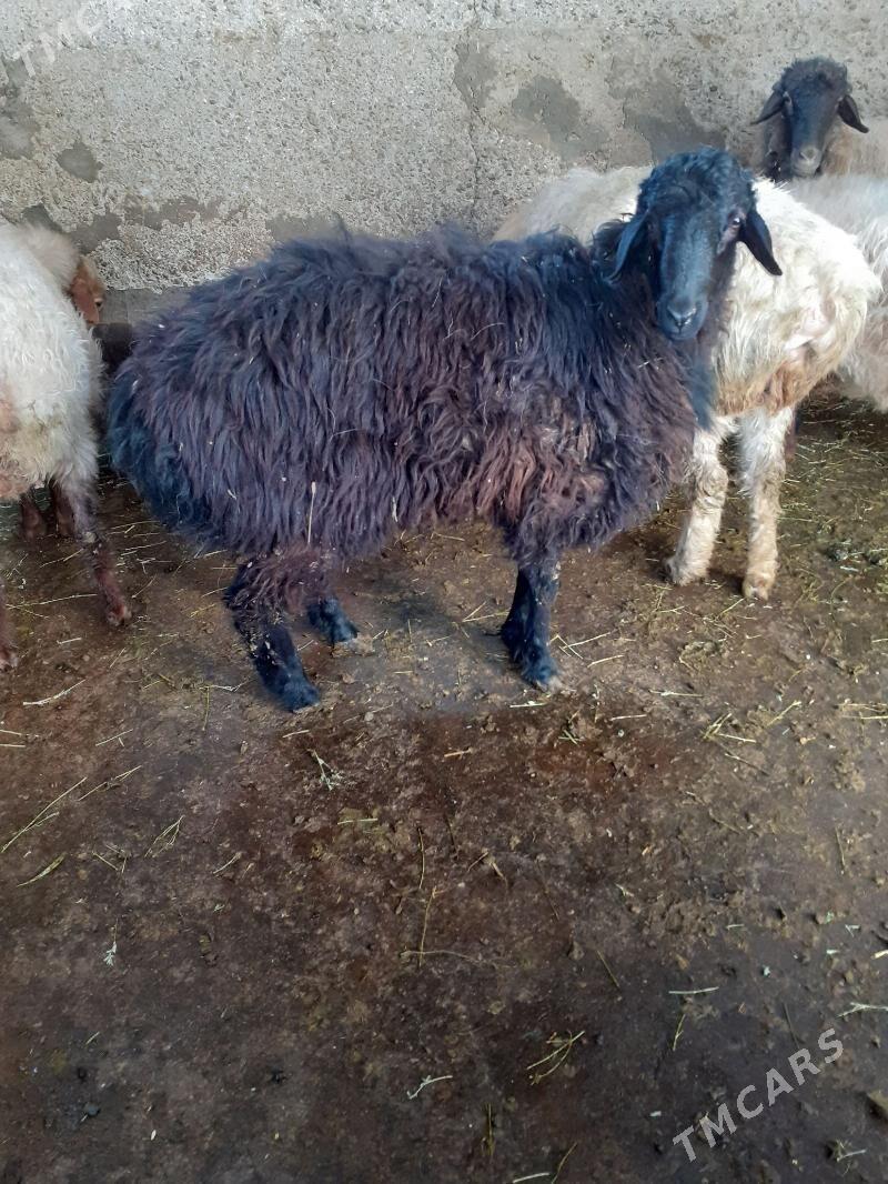 isek - Garadamak Şor - img 1