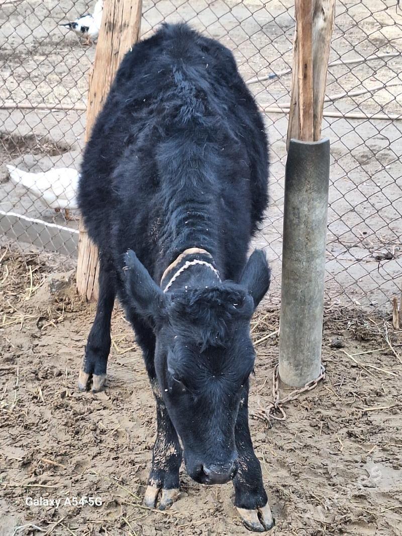 gibrit tuwe - Гёкдепе - img 1