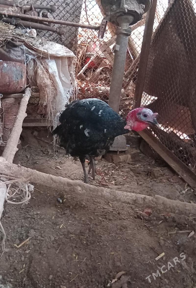 Induk - Görogly (Tagta) - img 1