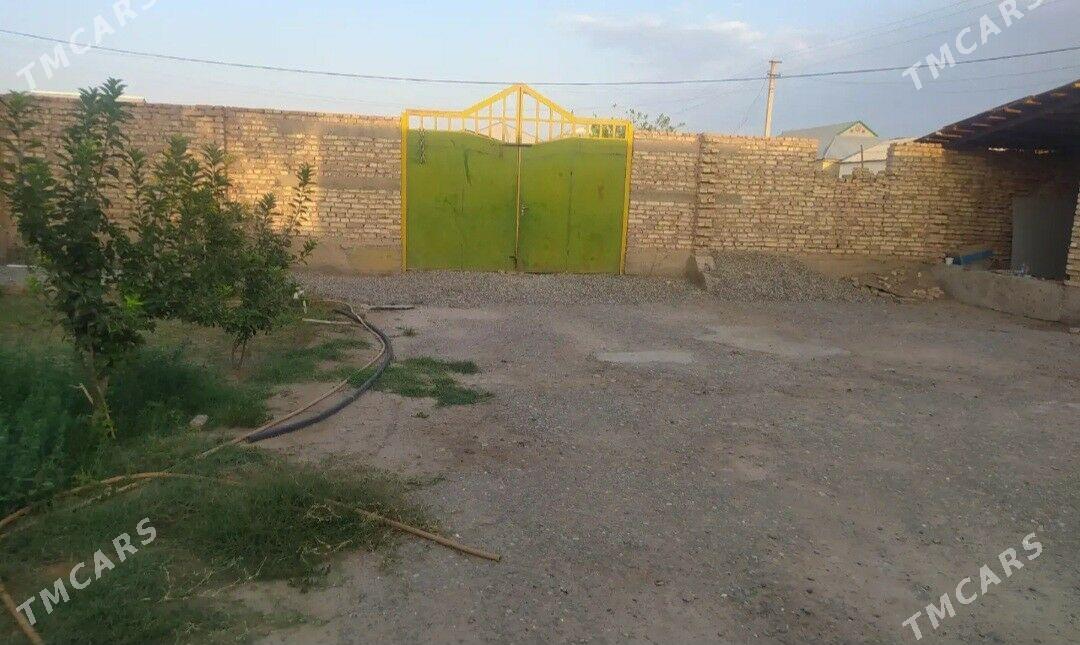 Tejen jay - Tejen - img 1