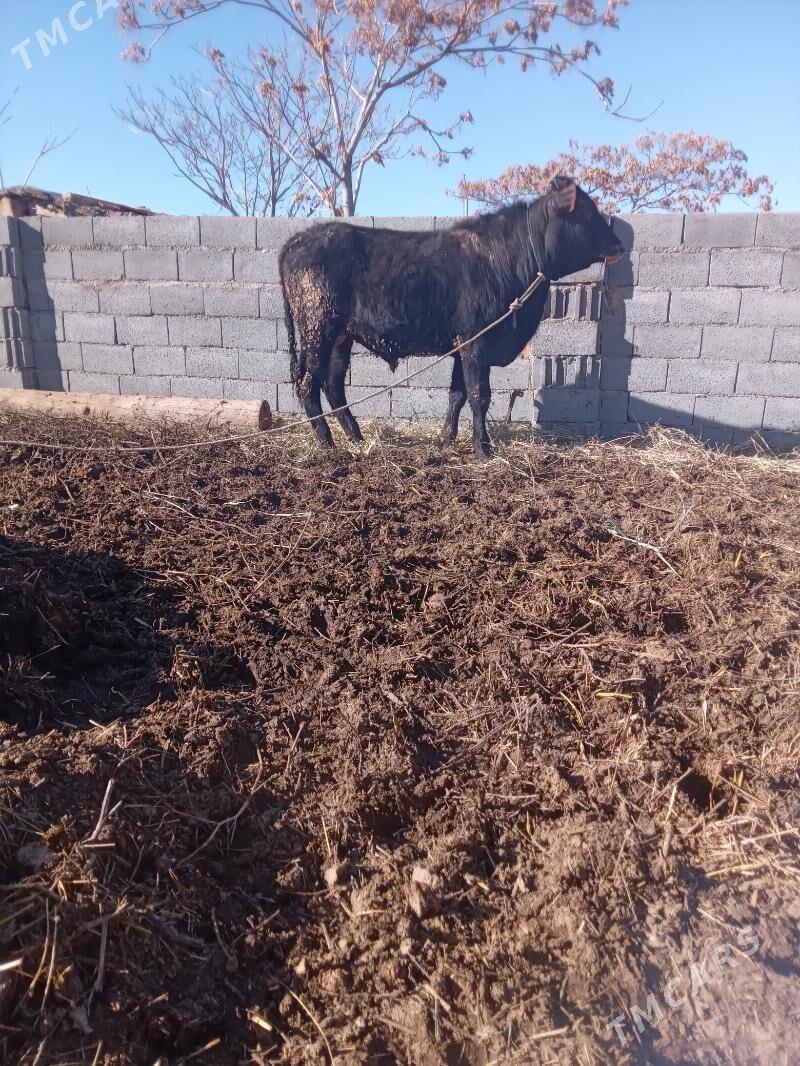 okuz - Bäherden - img 1