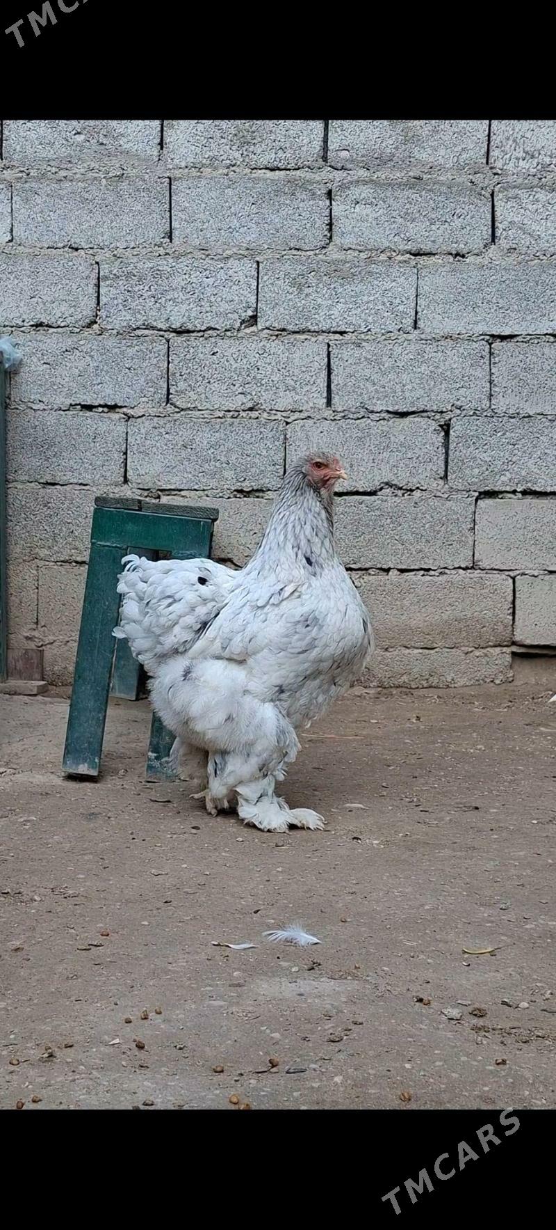 Brahma Motlet - Балканабат - img 1