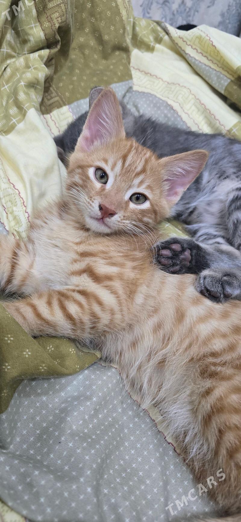 котятя - 9 мкр - img 1