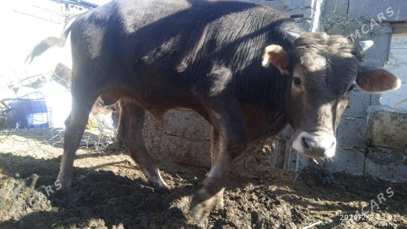 okuz,4sany - Бахарден - img 1