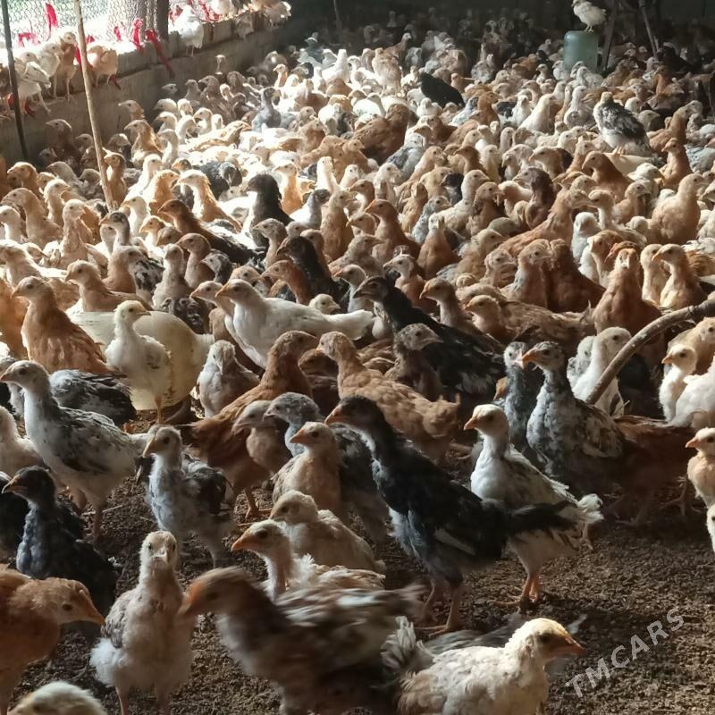 juyje - Ýalkym - img 1