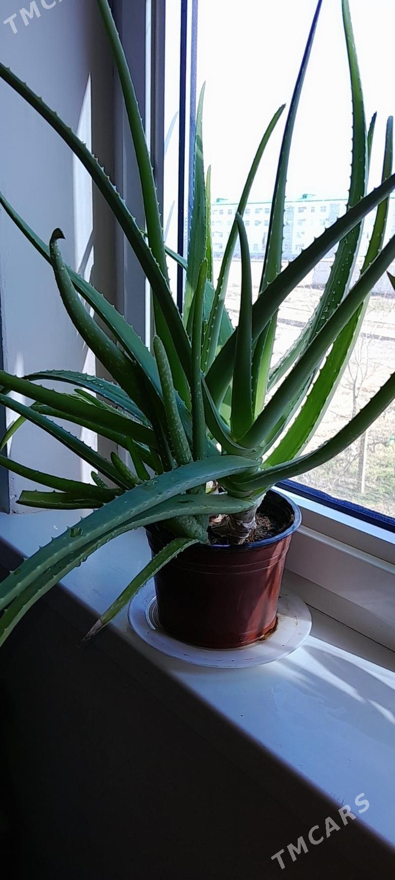 Aloe - Büzmeýin GRES - img 1