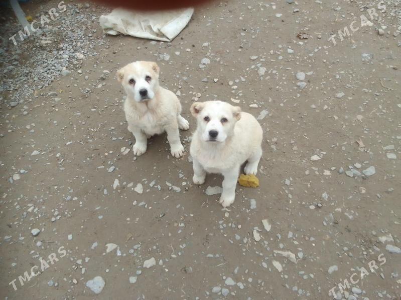 алабай тохум гужик - Ak bugdaý etraby - img 1