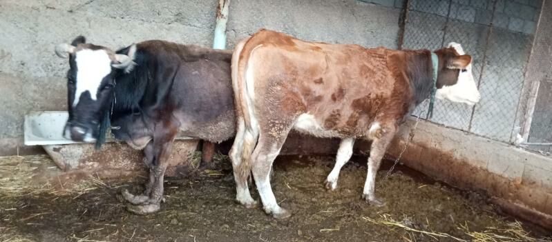 Simental sygyr kelek - Херрикгала - img 1