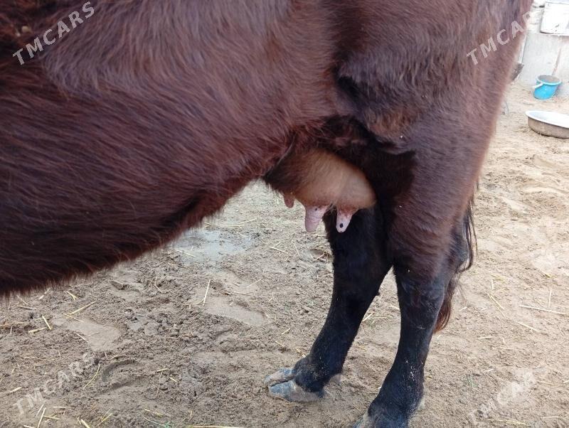 голели сыгыр - Гумдаг - img 1