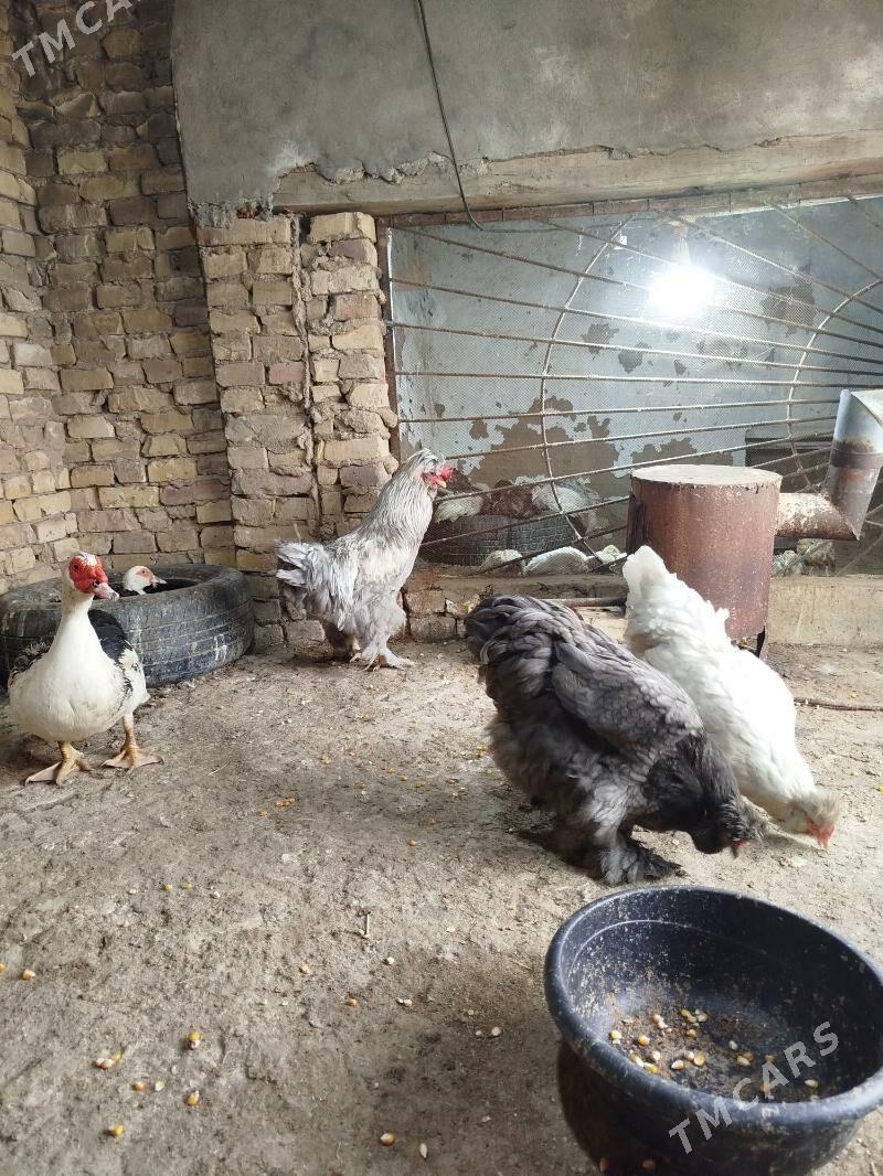 Towuk - Байрамали - img 1