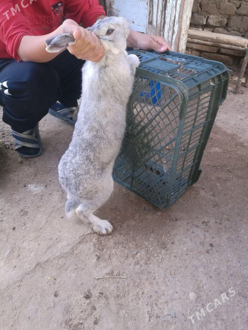 Erkek towsan - Çoganly - img 1