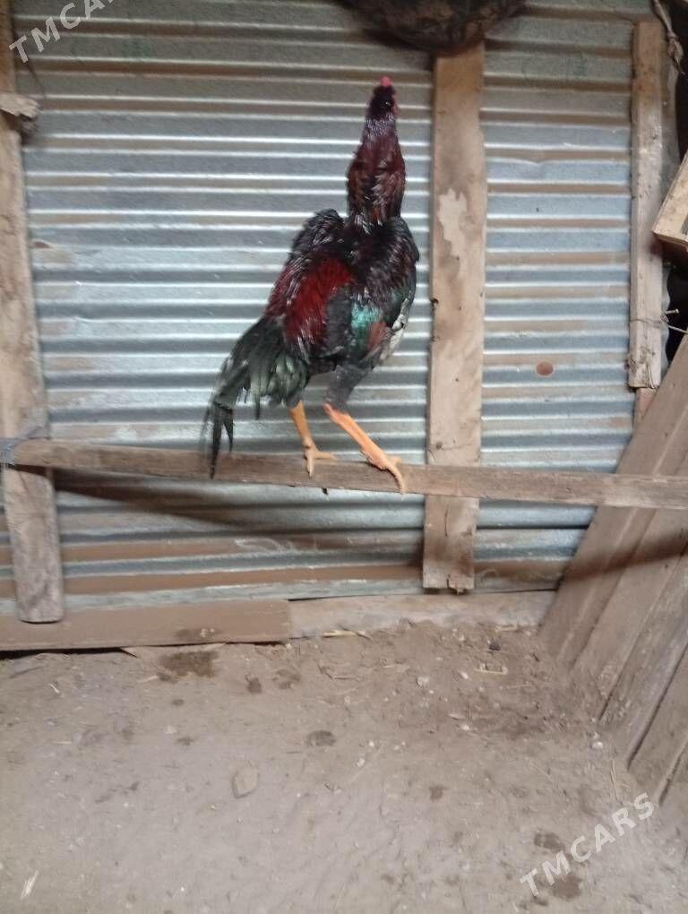 pistalet - Görogly (Tagta) - img 1