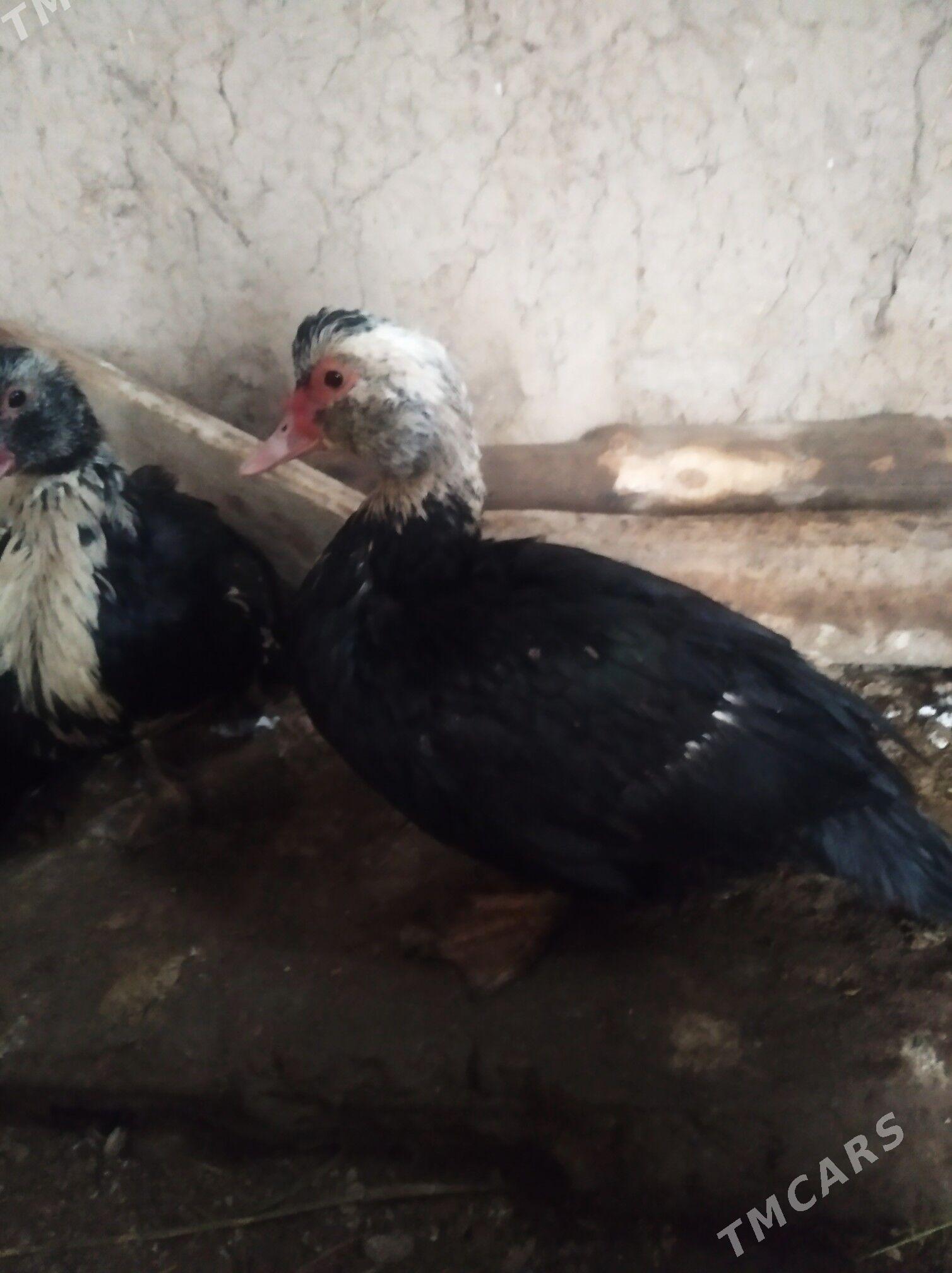 induşka - Шабатский этрап - img 1