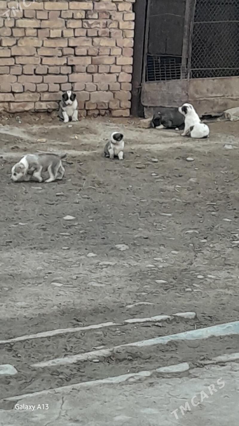 alabay - Tejen - img 1