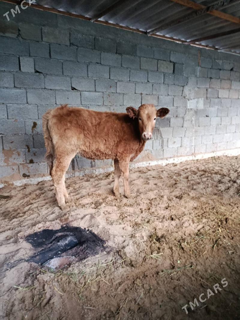 tuwe - Büzmeýin - img 1