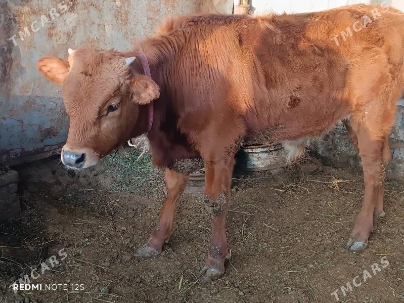 okuz - Aşgabat - img 1