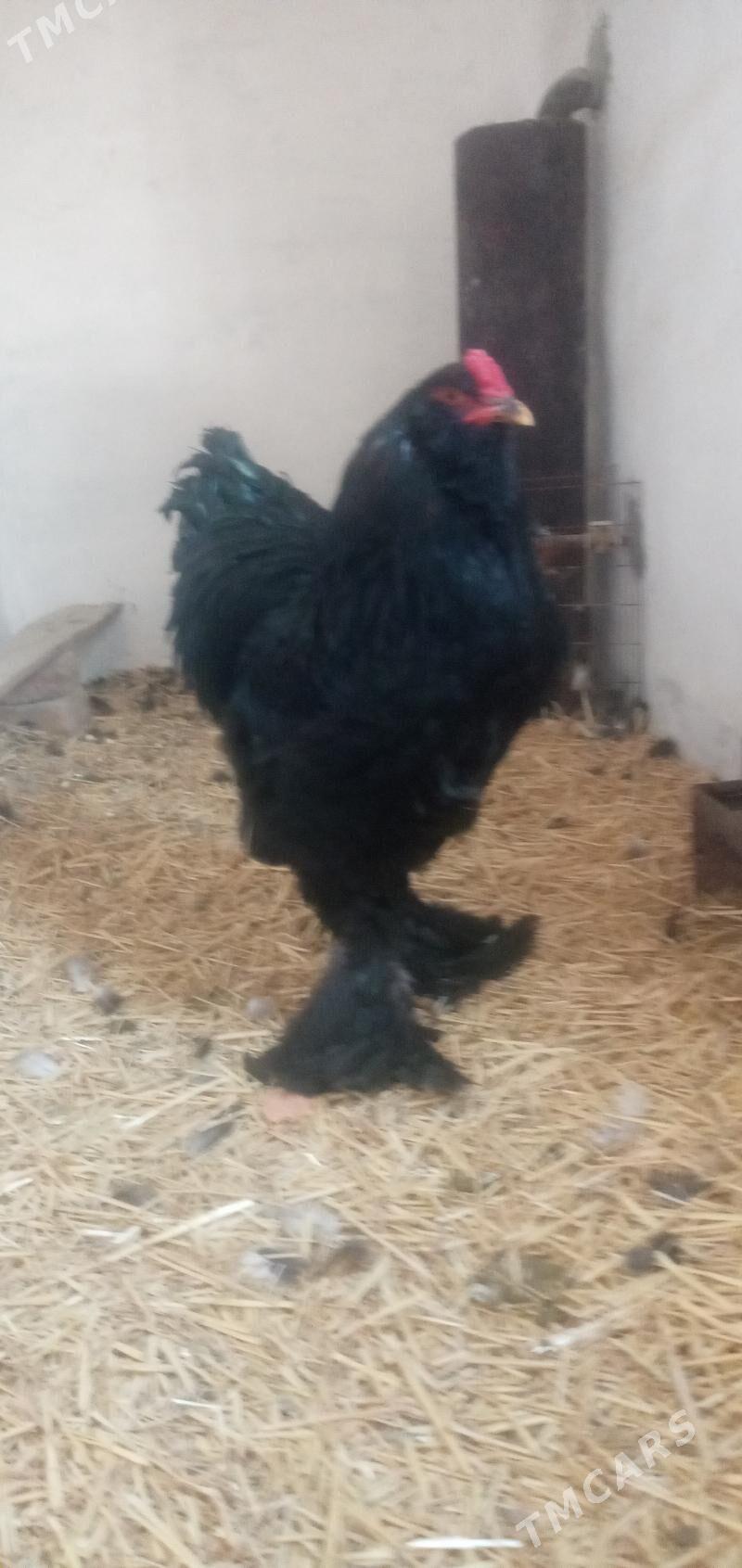 Gara Brama duvyk - Гумдаг - img 1