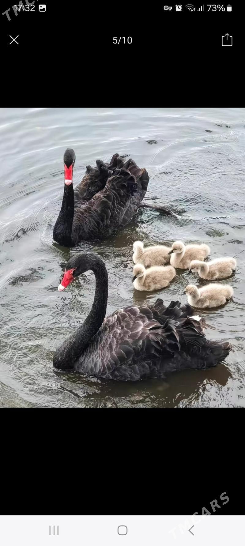 gaz - Чоганлы - img 1