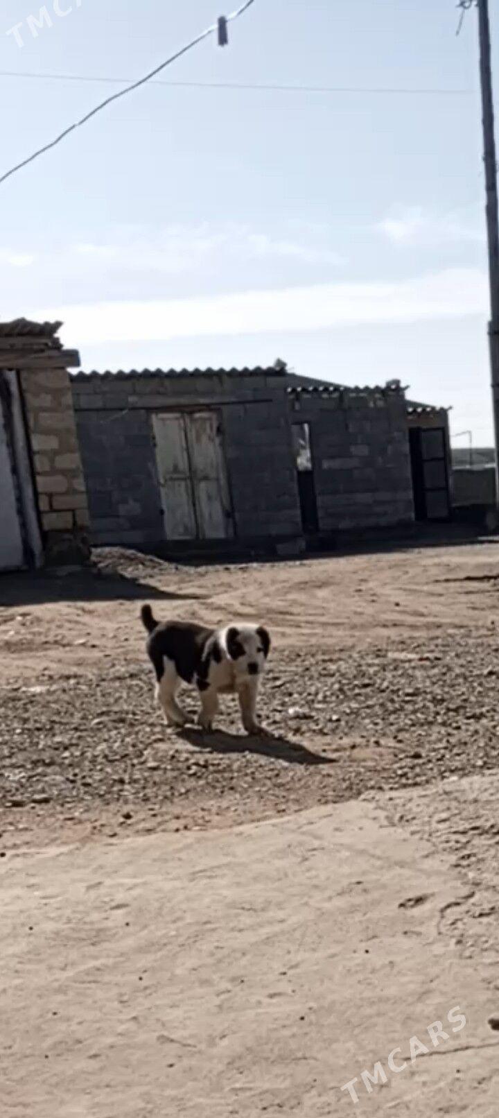 güjük - Гызыларбат - img 1