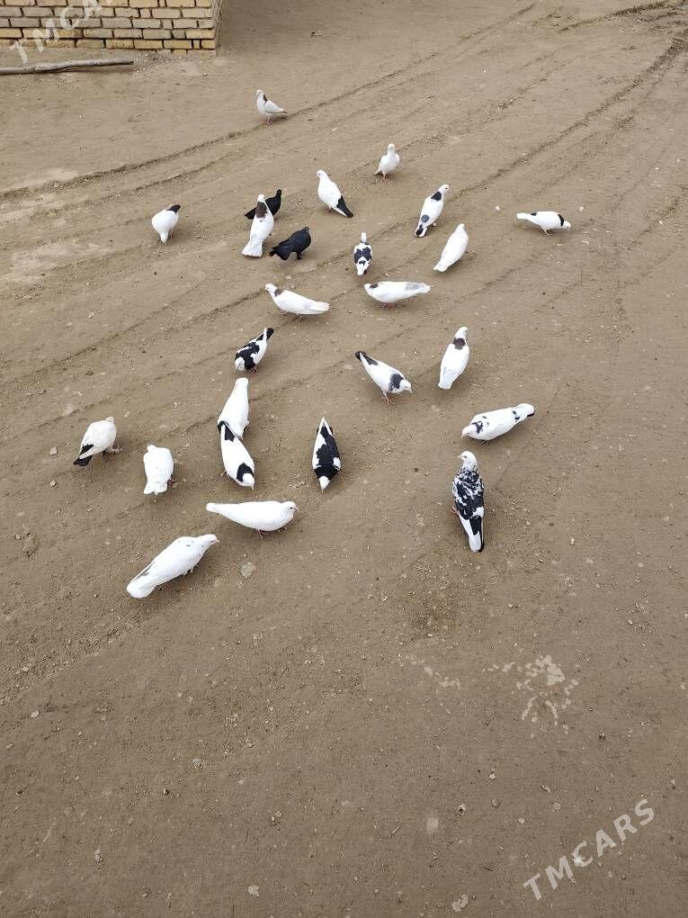 kepderi - Mary - img 1