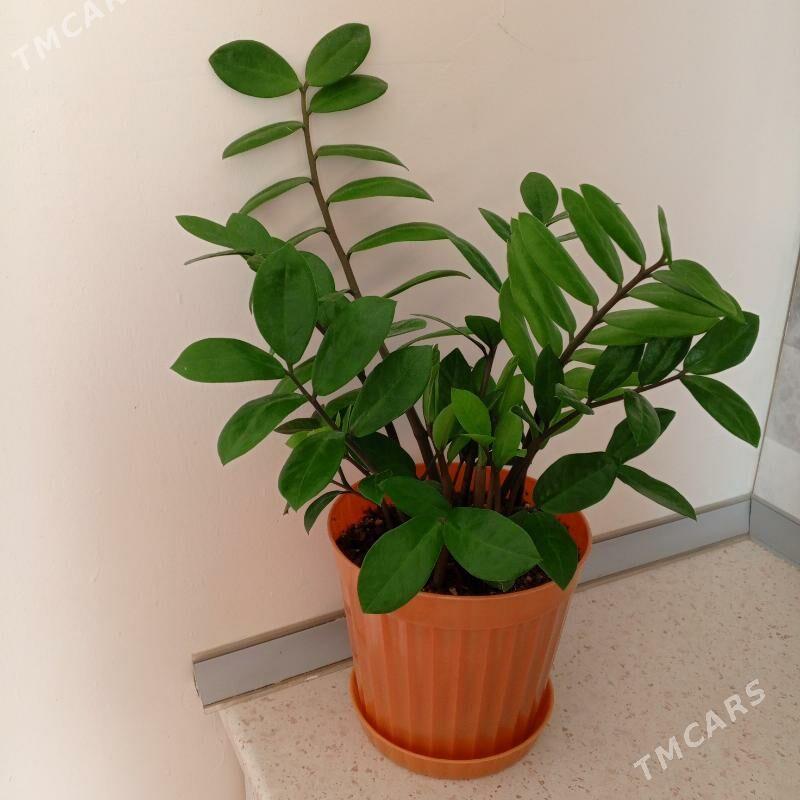 Замиокулькас гул - Arkadag - img 1