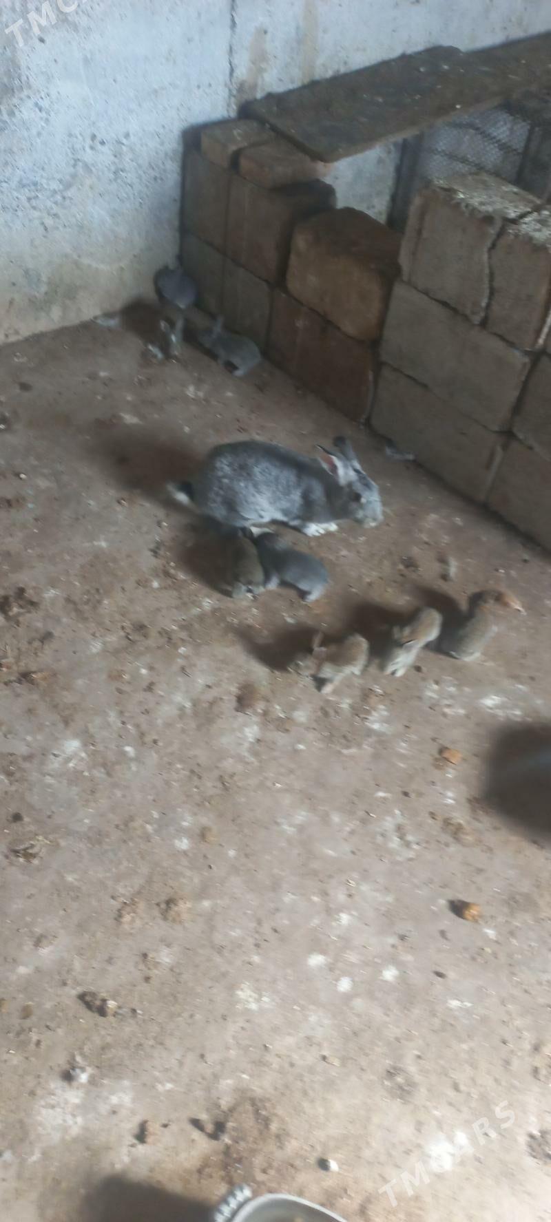 towşan - Kaka - img 1