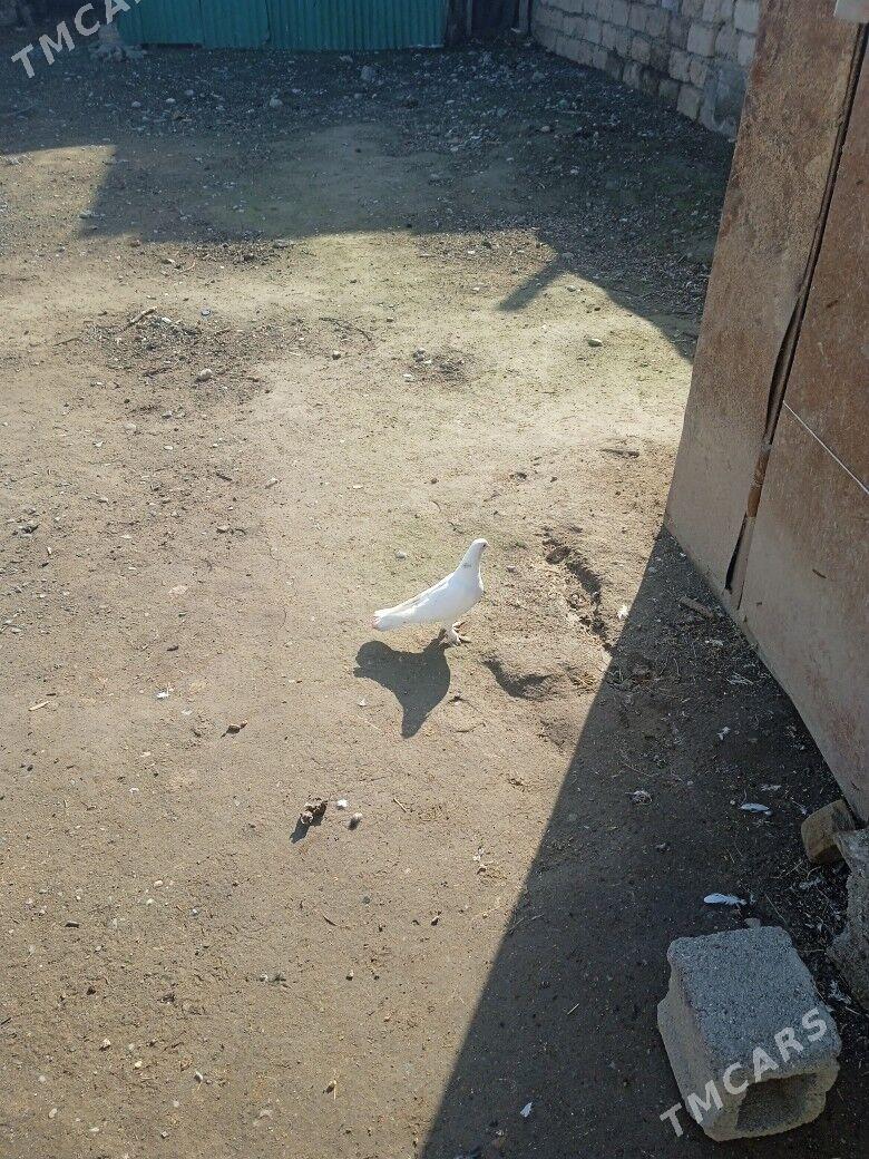 kepderi голуби - Ашхабад - img 1