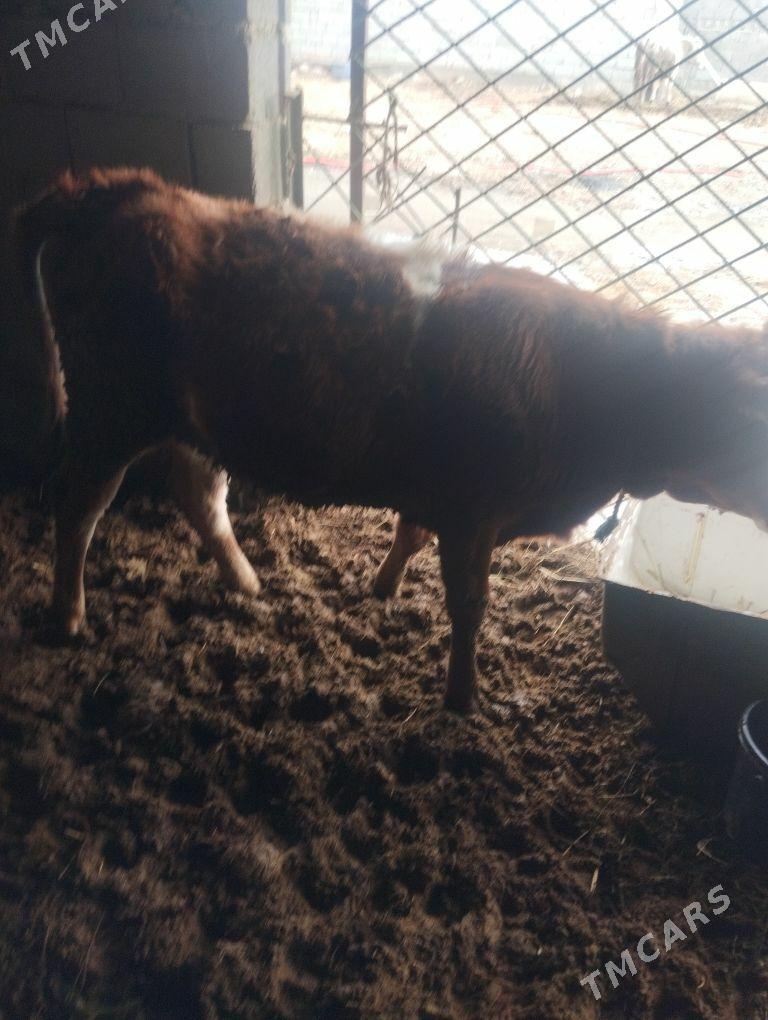 tuwe - Бахарден - img 1