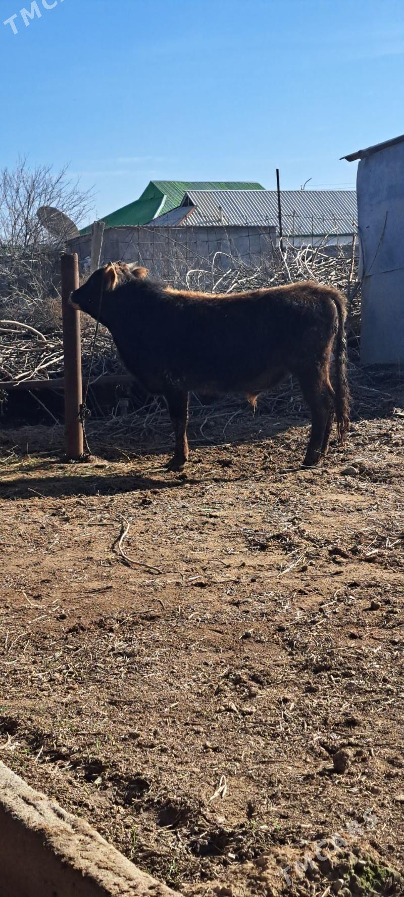 okuz - Ашхабад - img 1