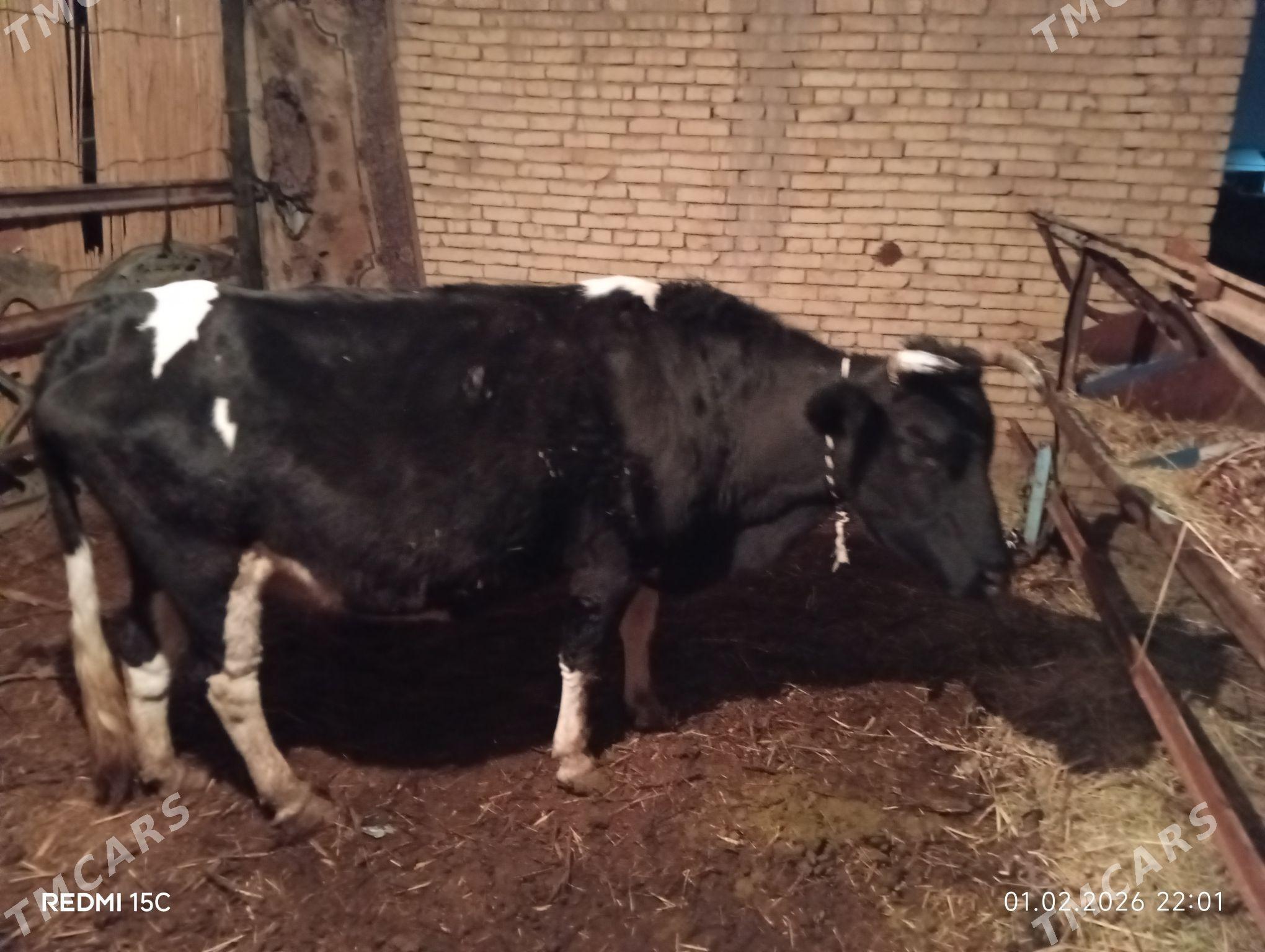 gara ala sygyr - Байрамали - img 1