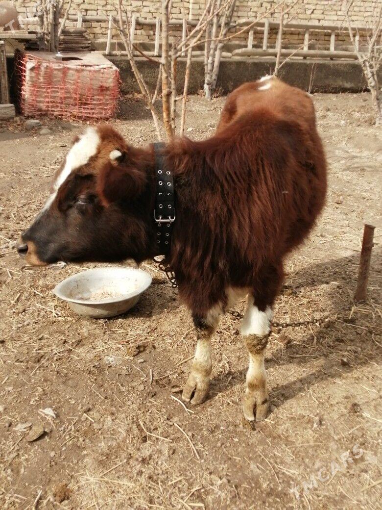 Okuz - Türkmenabat - img 1