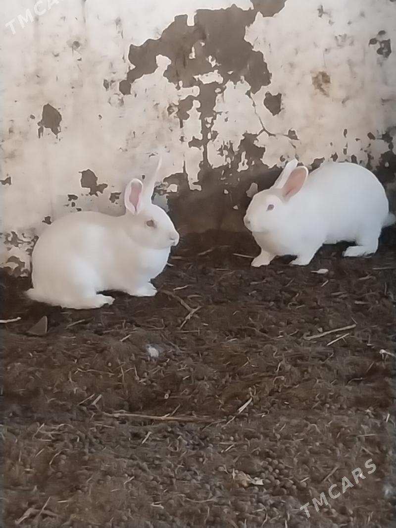 TOWSAN - Mary - img 1