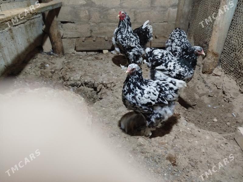 brama yumurtga - Гызыларбат - img 1