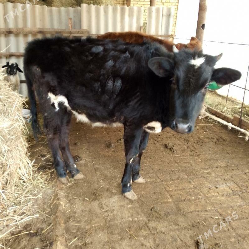 Gunajyn - Сакар - img 1