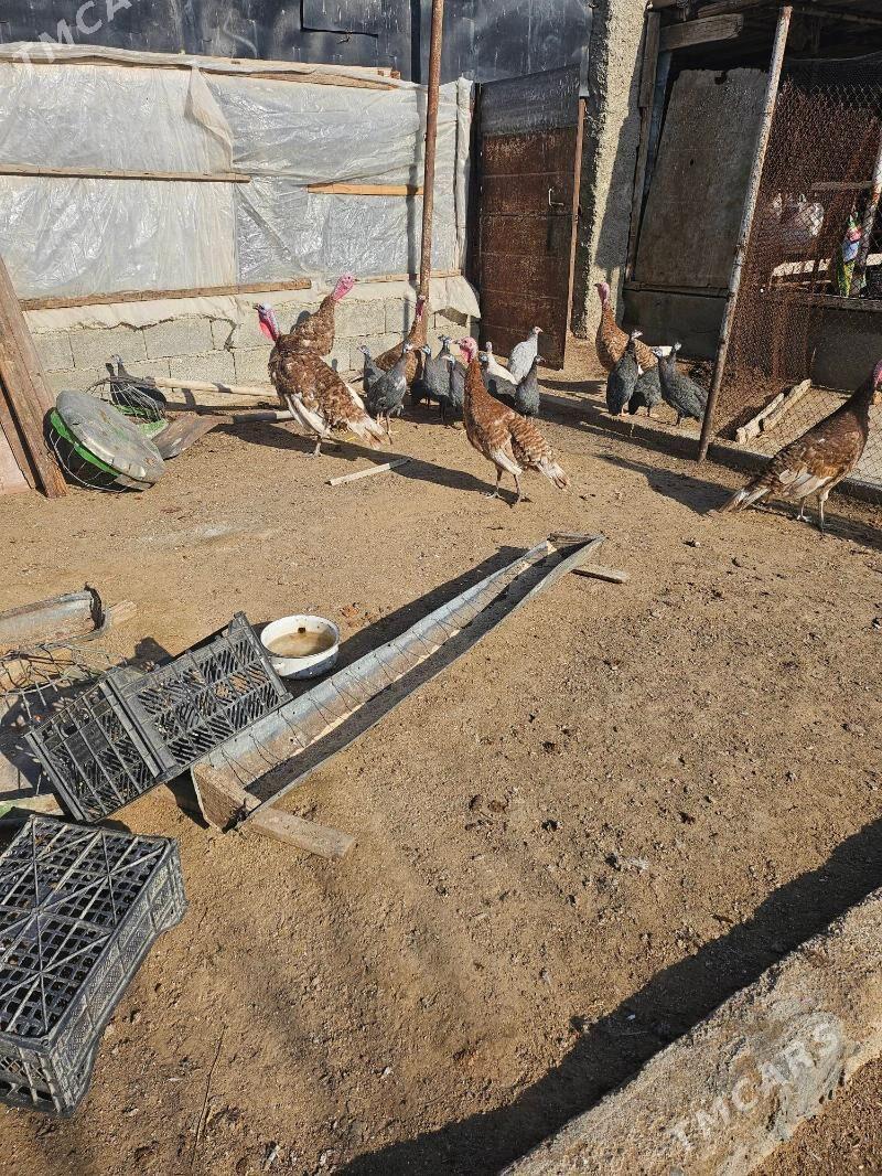 induk - Херрикгала - img 1