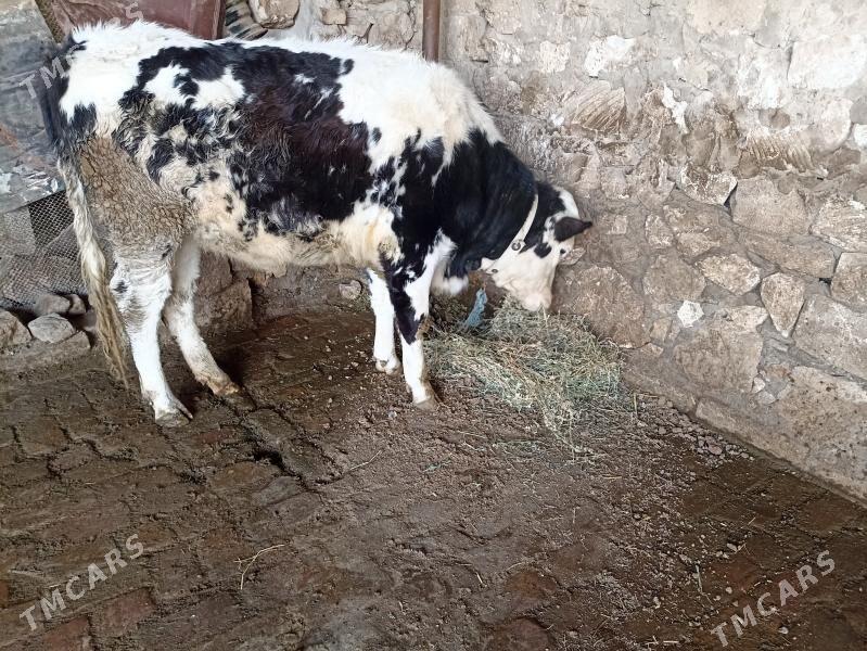 Galşteýn gunajyn - Керки - img 1