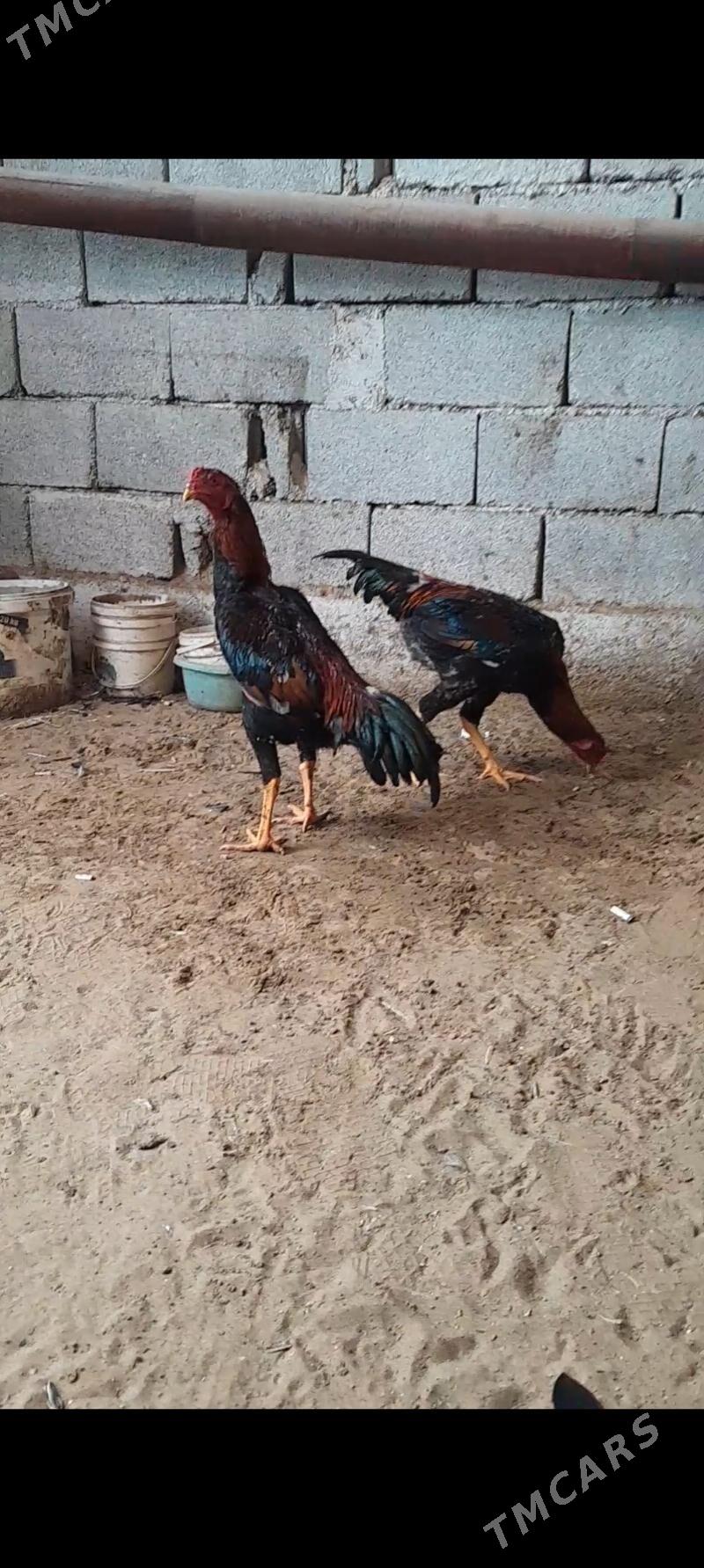 taskent juyje - Büzmeýin - img 1