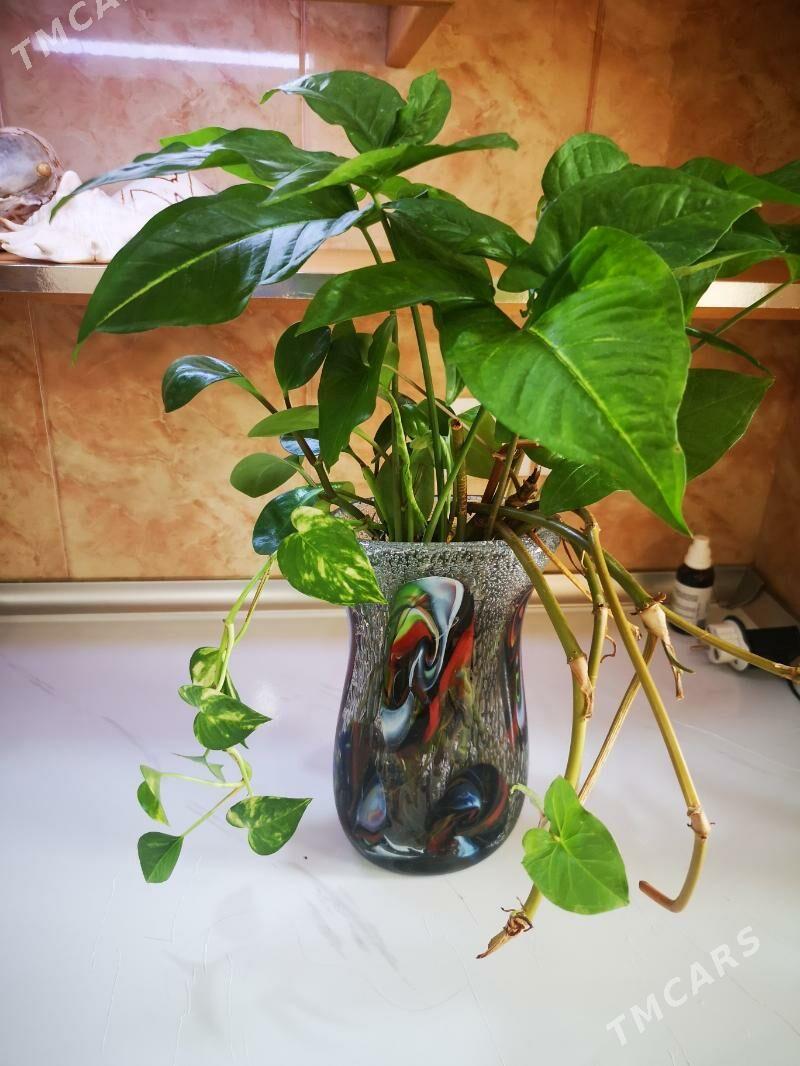 Сингониум отростки - 1 мкр - img 1