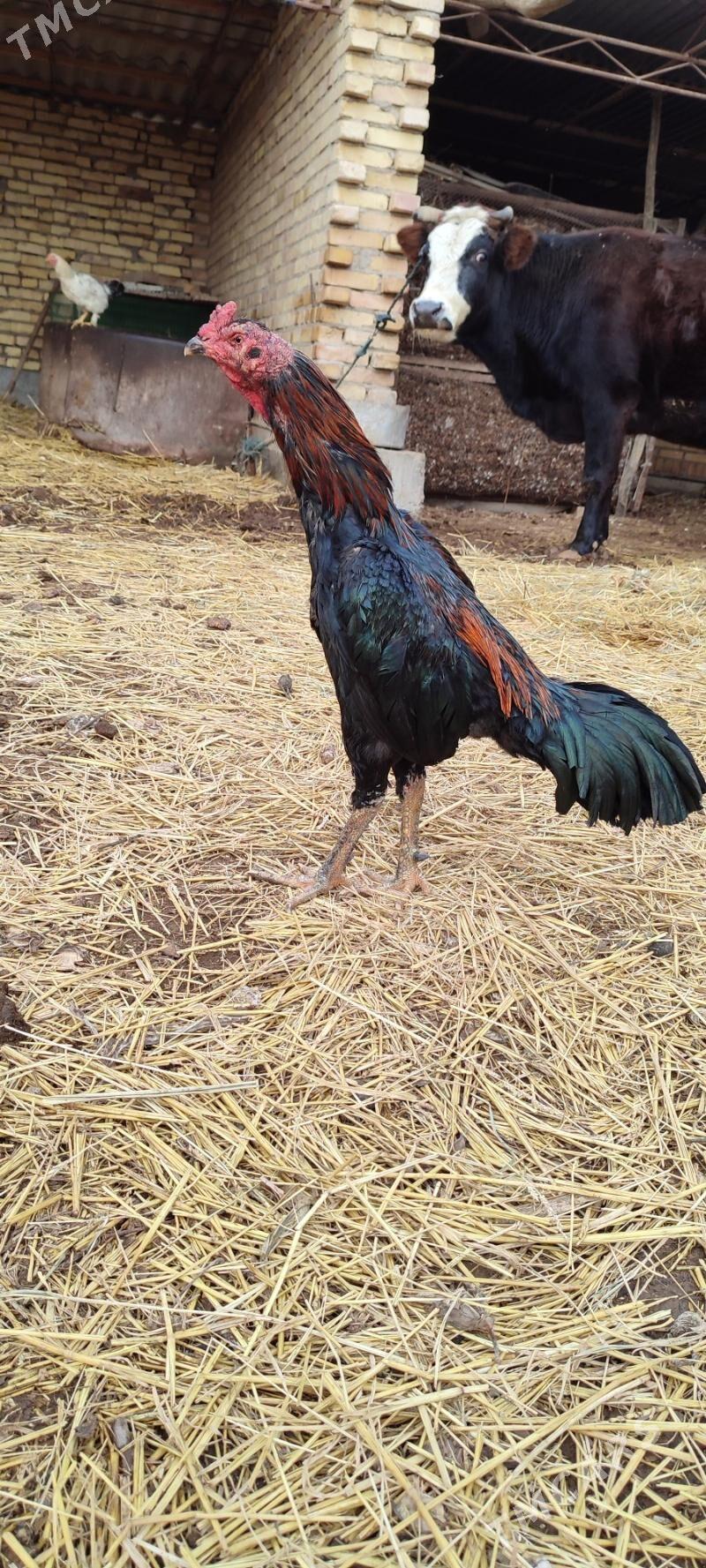 baysok - Дянев - img 1