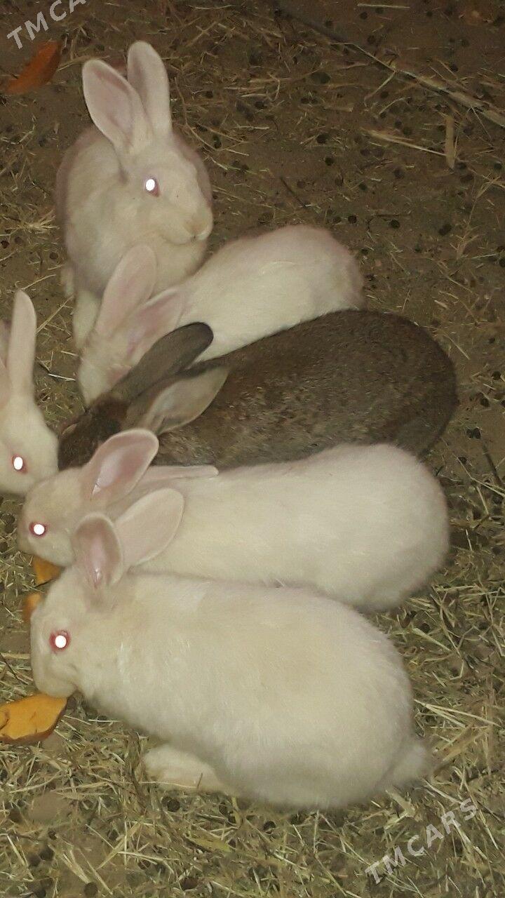 товшан - Теджен - img 1