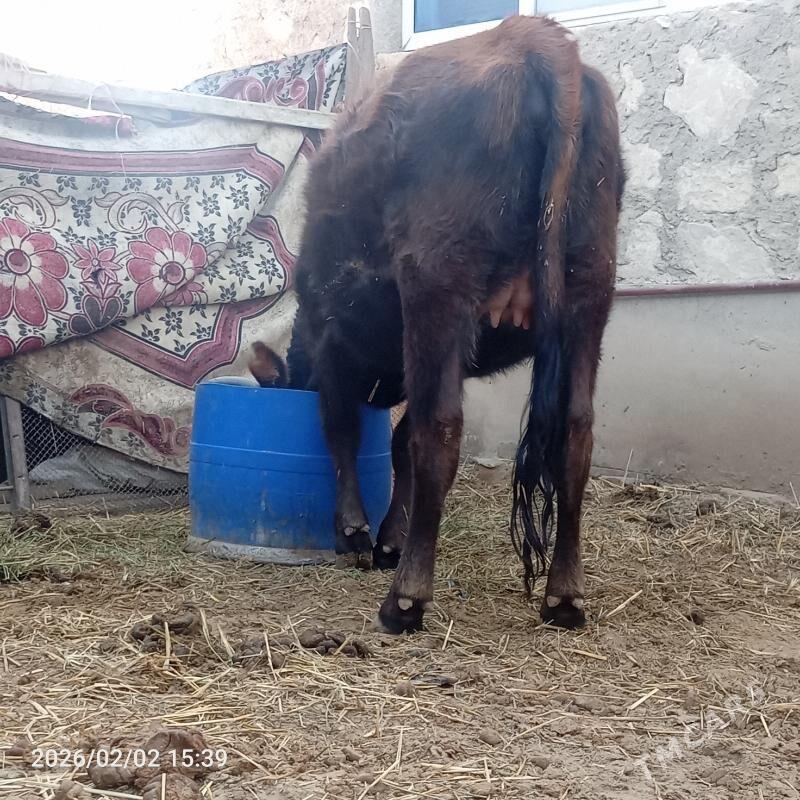 gacar bogoz gacar - Джебел - img 1