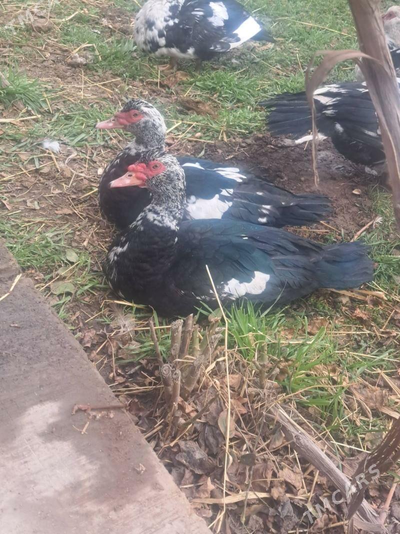 Muskus ordek - Чарджоу - img 1