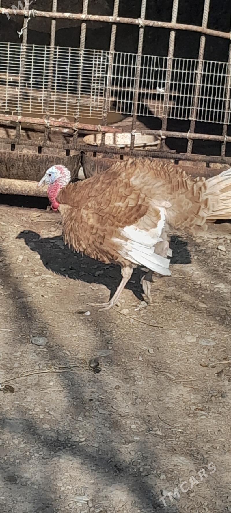 induk - Kaka - img 1